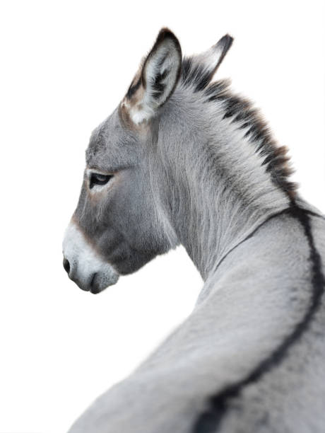 istock donkey portrait isolated on white background 1339204102