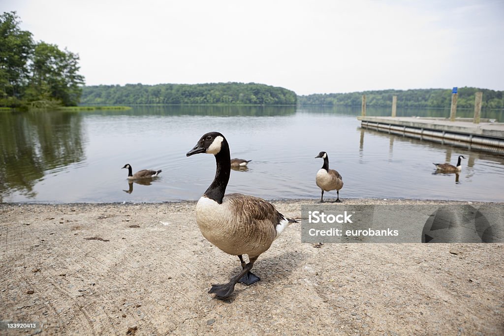 Oche al Burke Lago - Foto stock royalty-free di Acqua