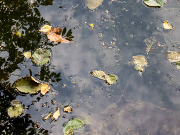 istock Dry leaves in water with reflections 1339204385