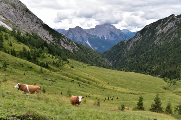 istock Vissada Valley and Longerin Peaks Dolomites Mountains Italy 1339207552
