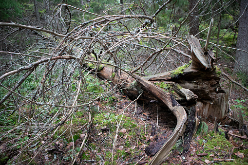 Ruined, Tree, Forest, Nature, Dead