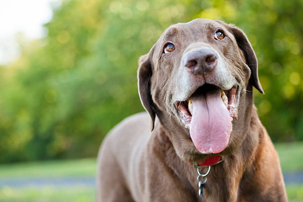 labrador cioccolato aperto - mettere fuori la lingua foto e immagini stock