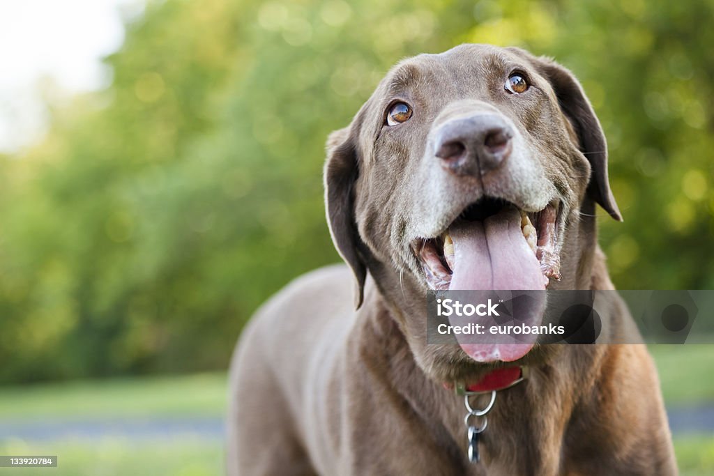 Chocolate Labrador Outdoors An chocolate labrador retriever looking up and panting outdoors on a summer day. Dog Stock Photo