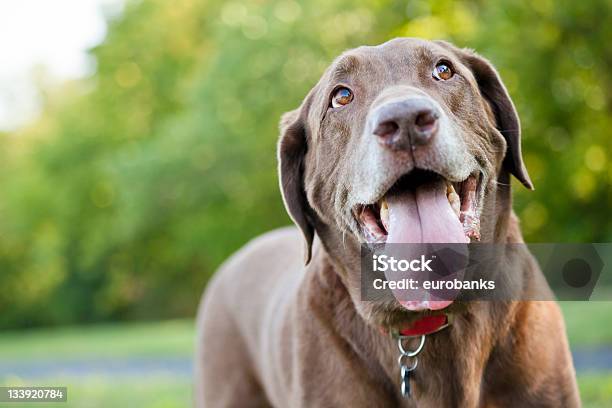 Chocolate Labrador Outdoors Stock Photo - Download Image Now - Dog, Panting, Chocolate Labrador