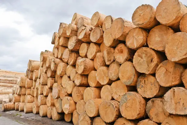 Lumber is an expensive raw material. Concept for the rawmaterials crisis