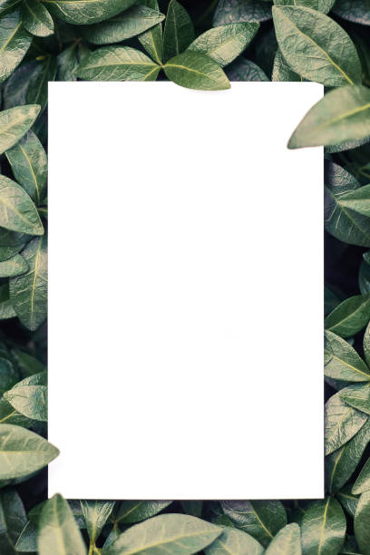 istock creative layout composition frame made of green periwinkle leaves with beautiful texture, with paper card note, flat lay and copy space 1339208503