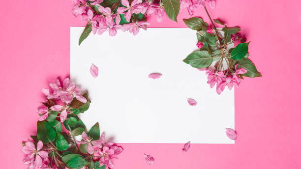 istock Blank greeting card. Fresh branches of apple blossoms on pink background. Space for text 1339208633