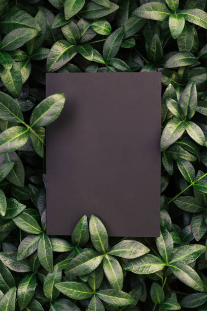 istock Top view of periwinkle leaf frame and copy space on isolated black background. Green leaves with paper card. Top view and natural concept. 1339208873