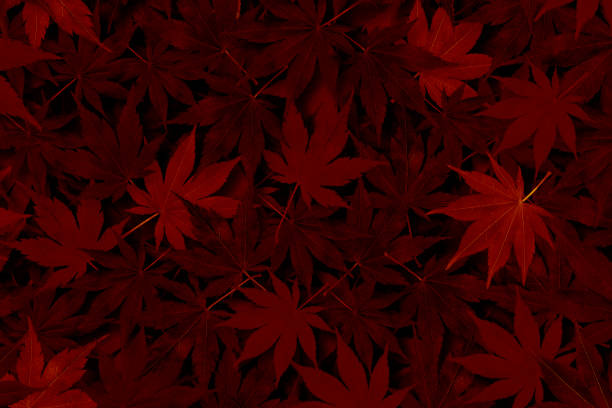 Black Japanese paper and red autumn leaves background Japanese Style Background Texture maple leaf photos stock pictures, royalty-free photos & images