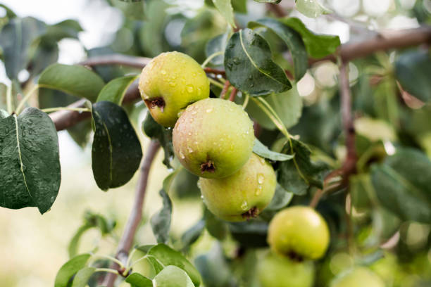 istock green pears with water drops on a branch after rain 1339209637