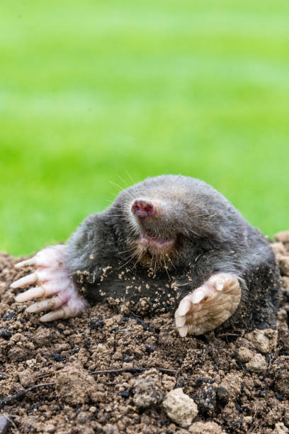 istock Mole on the top of the mole hill 1339209661