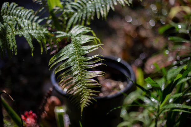 foto de cerca de la hoja de helecho. deje caer agua sobre la hoja de helecho. - water rainforest frond tropical climate fotografías e imágenes de stock