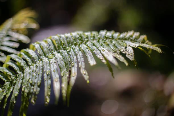 foto de cerca de la hoja de helecho. deje caer agua sobre la hoja de helecho. - water rainforest frond tropical climate fotografías e imágenes de stock