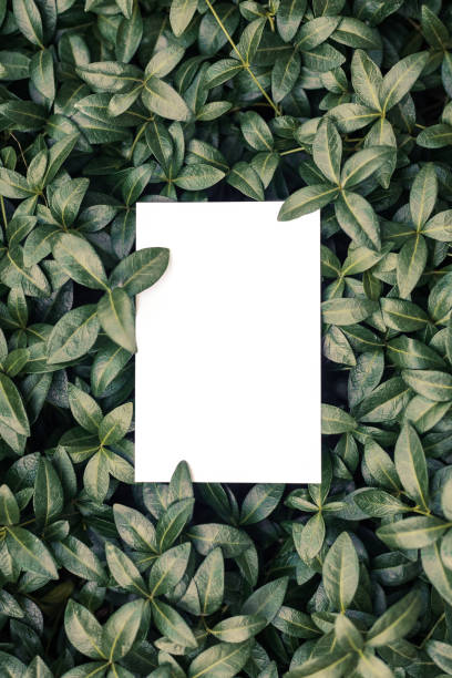 istock Top view of periwinkle leaf frame and copy space on isolated white background. Green leaves with paper card. Top view and natural concept. 1339209892