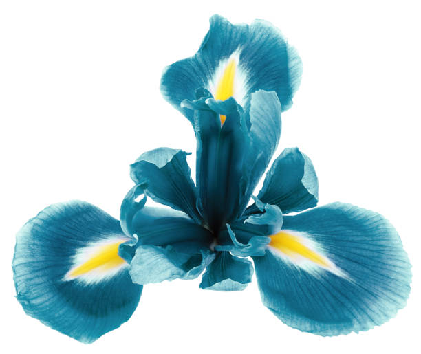 istock Turquoise   iris   flower  on black isolated background with clipping path. Closeup. For design. Nature. 1339209898
