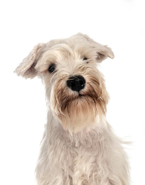 istock puppy miniature schnauzer 1339209932