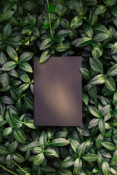 istock creative layout composition frame made of green periwinkle leaves with beautiful texture with black paper card note and shadows from sunlight, flat lay and copy space 1339209990