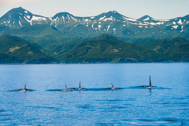 A flock of orca in Rausu, Hokkaido A flock of orca in Rausu, Hokkaido shiretoko mountains stock pictures, royalty-free photos & images