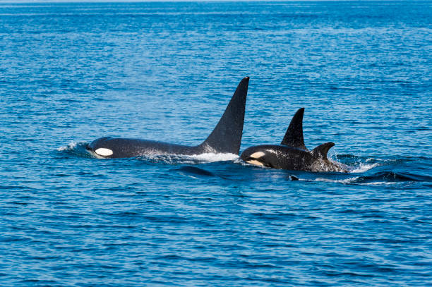 istock A flock of orca in Rausu, Hokkaido 1339211296