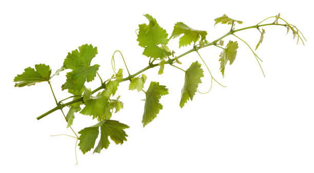 istock Branch of fresh vine isolated on white background 1339212381