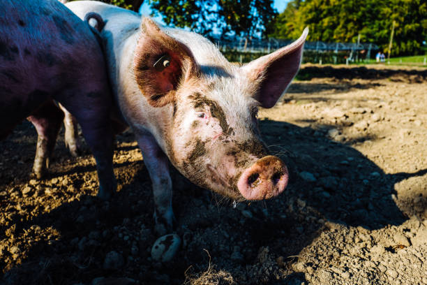 istock Close-Up Of An Pig 1339212841