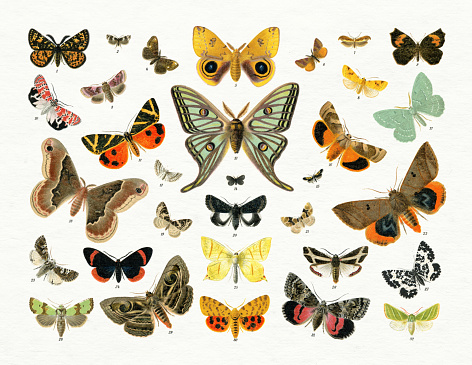 Collection of Butterfly and moth illustration 1898
1. Eurranthis plumistraria; 2. Penthina bipunctana; 3. Rittersporneule (Chariclea delphinii); 4. Eckflügelspinner (Orgyia gonostigma); 5. Hyperchiria Io; 6. Lythria purpuraria; 7. Cerostoma dentella; 8. Xanthia fulvago; 9. Callidula ficaria; 10. Deiopeia ornatrix; 11. Spanische Fahne (Callimorpha Hera); 12. Lichtmotte (Alucita hexadactyla); 13. Actias Isabellae; 14. Epichnopteryx pulla; 15. Oecophora Schaefferella; 16. Gelbe Bandeule (Agrotis fimbria); 17. Grünes Blatt (Geometra papilionaria); 18. Samia Promethea; 19. Lygris reticulata; 20. Catephia alchymista; 21. Cidaria sagittata; 22. Lagoptera elegans; 23. Chariptera culta; 24. Eucyane Fida; 25. Schwalbenschwanzspanner (Urapteryx sambucaria); 26. Taxila sacrifica; 27. Cidaria hastata; 28. Jaspidea celsia; 29. Spirama helicina; 30. Purpurbär (Aretia purpurata); 31. Rotes Ordensband (Catocala promissa); 32. Hylophila prasinana.
Original edition from my own archives
Source : Brockhaus 1898