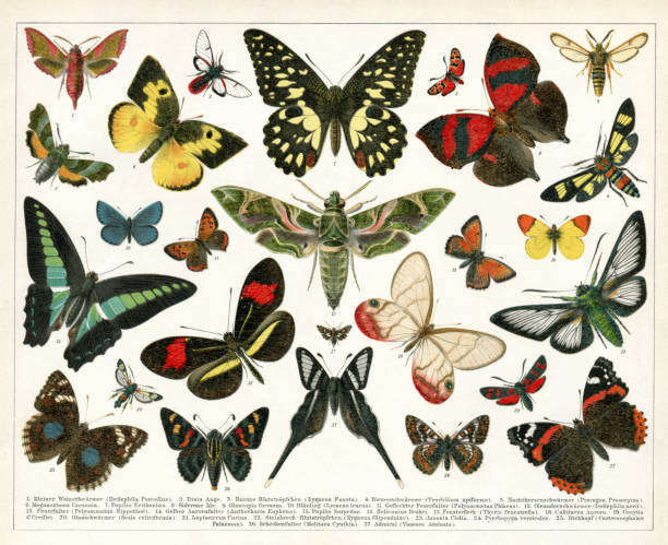 ilustrações de stock, clip art, desenhos animados e ícones de collection of butterfly and moth illustration 1898 - small copper butterfly