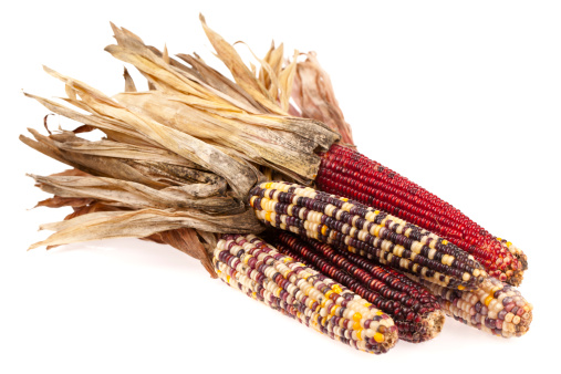 A bunch of colorful Indian corn isolated on a white background.