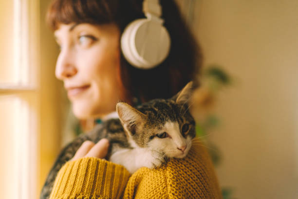 casa aconchegante - shorthair cat audio - fotografias e filmes do acervo