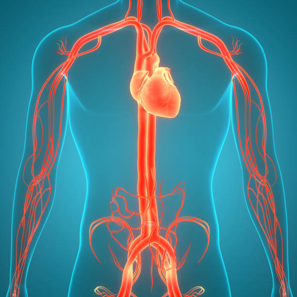 istock Human Circulatory System Heart Anatomy 1339214142