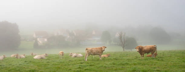 stier und kühe am nebligen morgen in der nähe des dorfes im regionalpark zwischen rouen und le havre in nordfrankreich - cow le havre normandy fog stock-fotos und bilder
