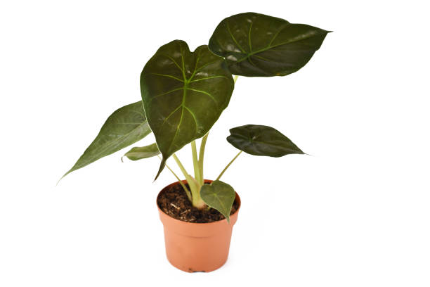 istock 'Alocasia Wentii' houseplant 1339215556