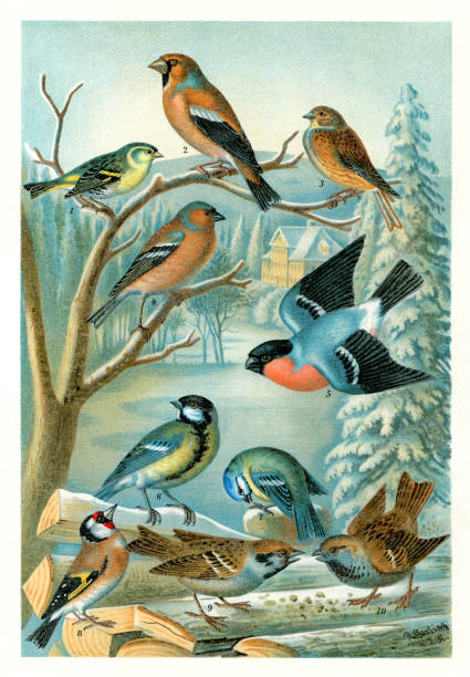 группа красочных певчих птиц иллюстрация разных птиц 1898 - tree sparrow stock illustrations