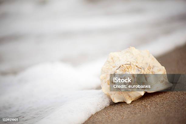 Conch Shell On The Ocean Stock Photo - Download Image Now - Virginia Beach, Virginia - US State, Beach