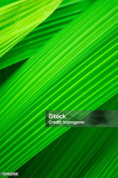 Hojas Foto de stock y más banco de imágenes de Clima tropical - Clima tropical, Color - Tipo de imagen, Colores