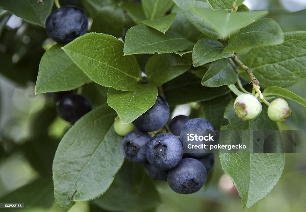 Blaubeer-Bund - Lizenzfrei Amerikanische Heidelbeere Stock-Foto