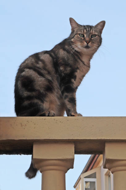 istock Chat domestique - Domestic cat (Felis silvestris catus). 1339221797
