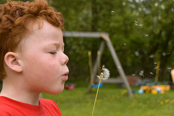 istock Young Boy Blowing Dandelion Seeds 133922231