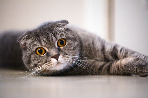 A silver British shorthair looking into the distance.
