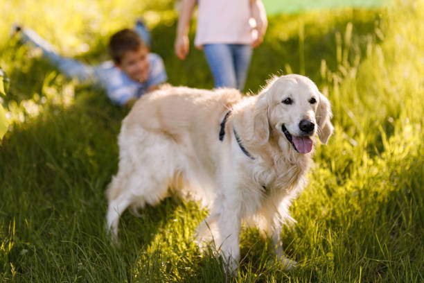 istock Golden retriever in spring day at the park. 1339224024