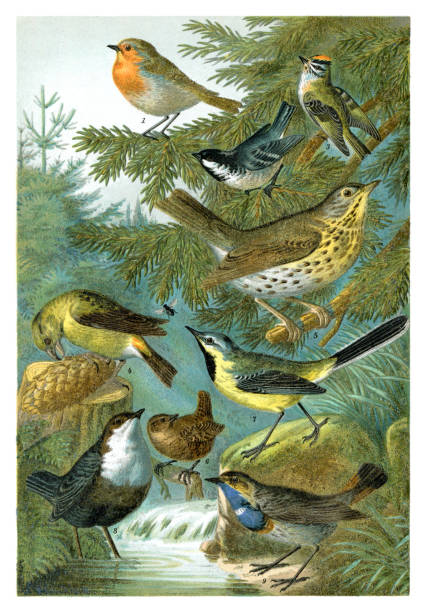 Group of colourful songbirds illustration of different birds 1898 1. Robin (Erythacus rubecula). Length 0,15m. 2. Fir (Parus ater). Length 0,12m. 3. Golden chicken (Regulus ignicapillus). Length 0,10m. 4. Spruce crossbill (Loxia curvirostra). Length 0.17m. 5. Thrush (Turdus musicus). Length 0,26m. 6. Wren (Troglodytes parvulus). Length 0,105m. 7. Mountain wagtail (Motacilla sulphurea). Length 0,27m. 8. Water blackbird (Cinclus aquaticus). Length 0,22m. 9. Bluethroat (Cyanecula suecica)
Original edition from my own archives
Source : Brockhaus 1898 song sparrow stock illustrations