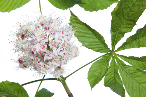 isolated horse chestnut-tree branch with leaves and flowers