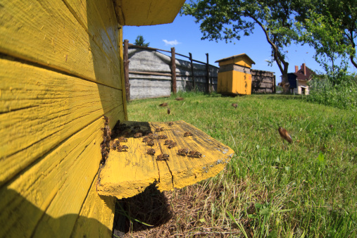 bee next to beehive on the apiary