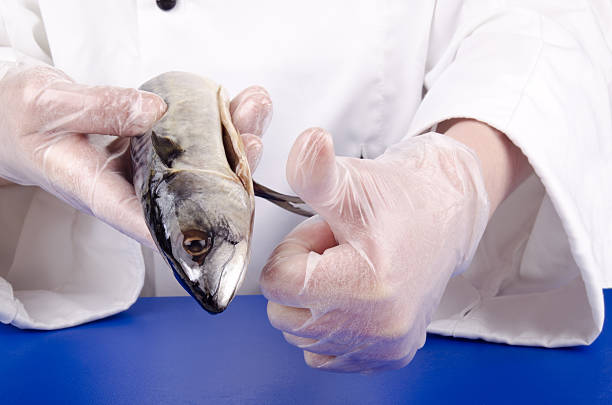 istock female chef holds a fresh mackerel in her hand 133922682