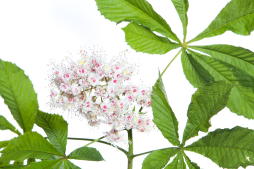isolated horse chestnut-tree branch with leaves and flowers