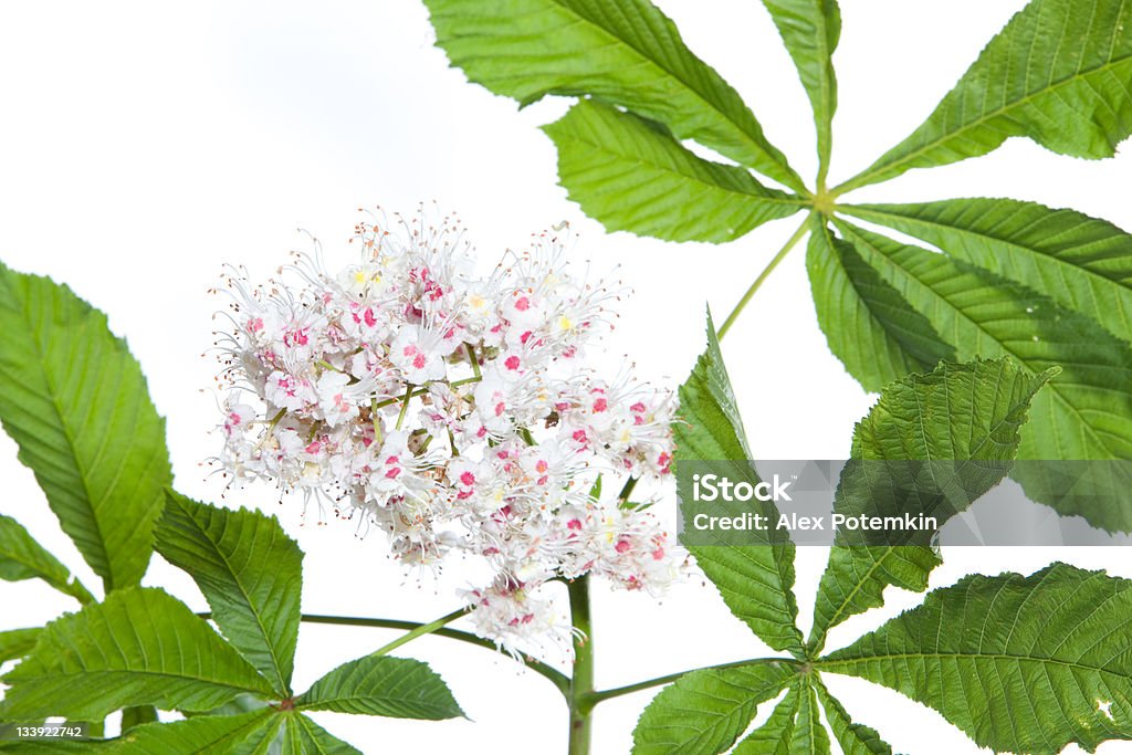 isolated horse chestnut-tree branch with leaves and flowers Chestnut Tree Stock Photo