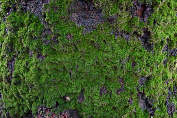 istock Bark of an old tree covered with green moss 1339227719