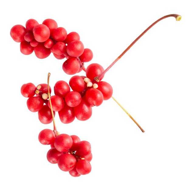 schisandra chinensis lub jagoda pięciosmakowa. świeża czerwona dojrzała jagoda izolowana na białym tle. - berry vine zdjęcia i obrazy z banku zdjęć