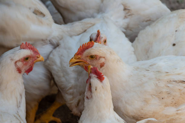 istock white broiler chickens in the farm yard, chickens communicate 1339231596