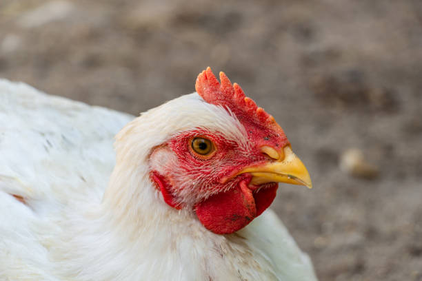 istock White broiler chicken looking curiously at the camera 1339231722
